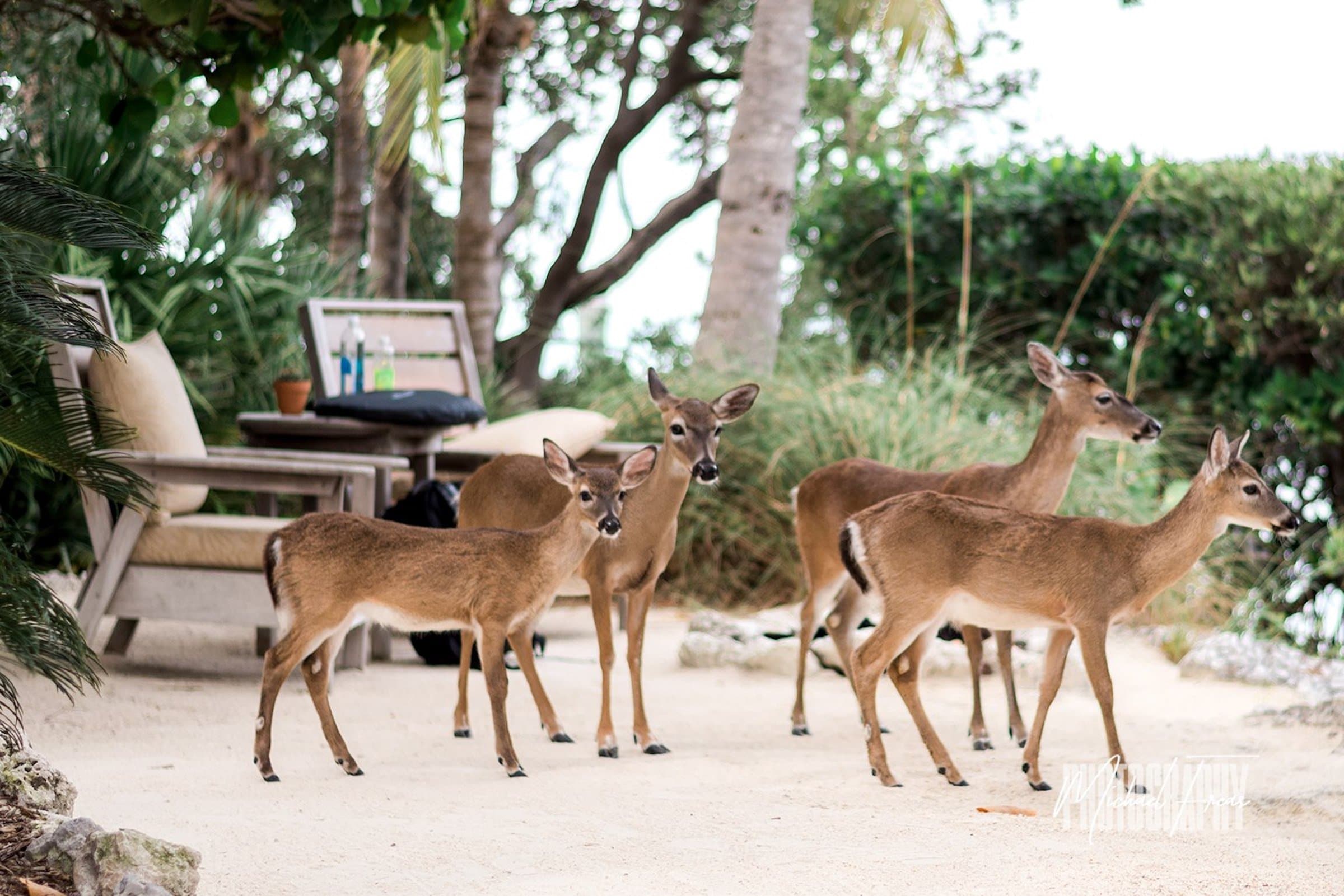 A group of 4 deer on the beach at Little Palm Island