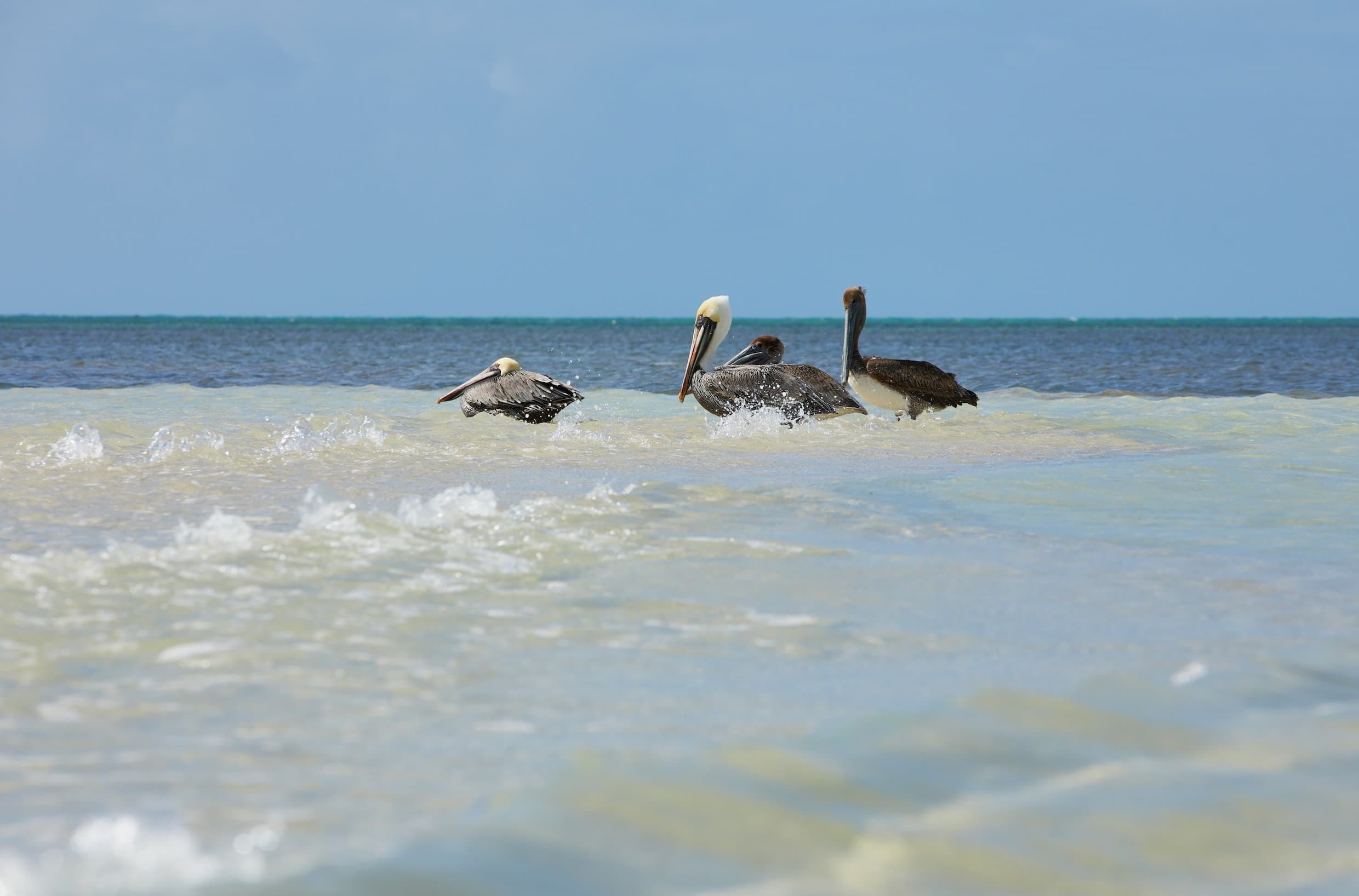 Pelicans in the ocean water around Little Palm Island