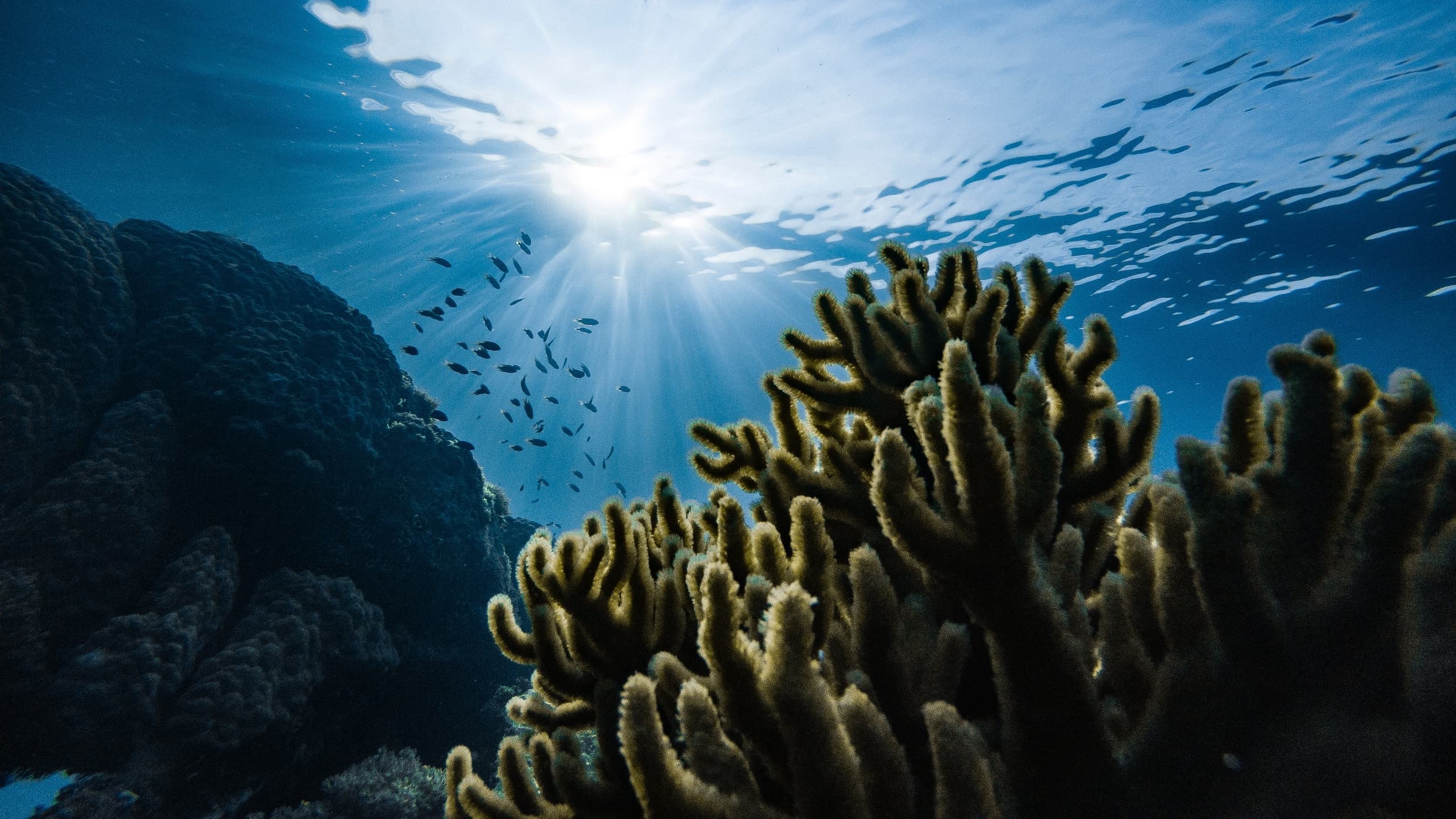 Fish swimming through Looe Key Reef