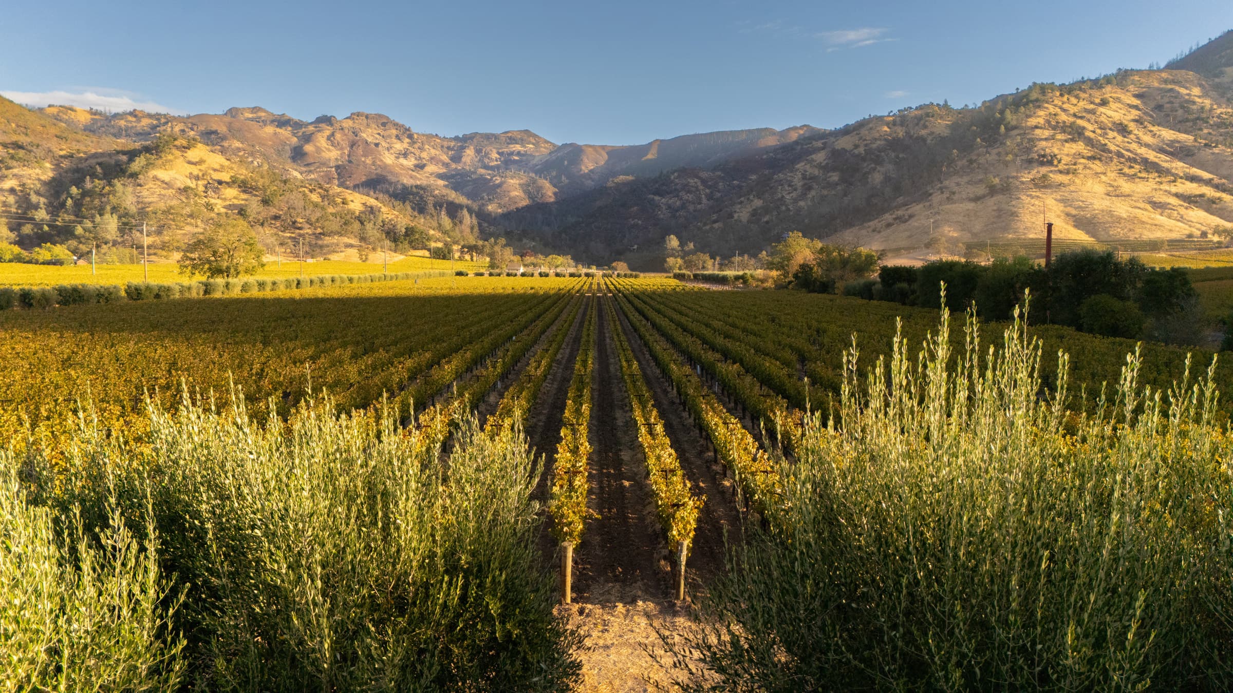 wine grapes field