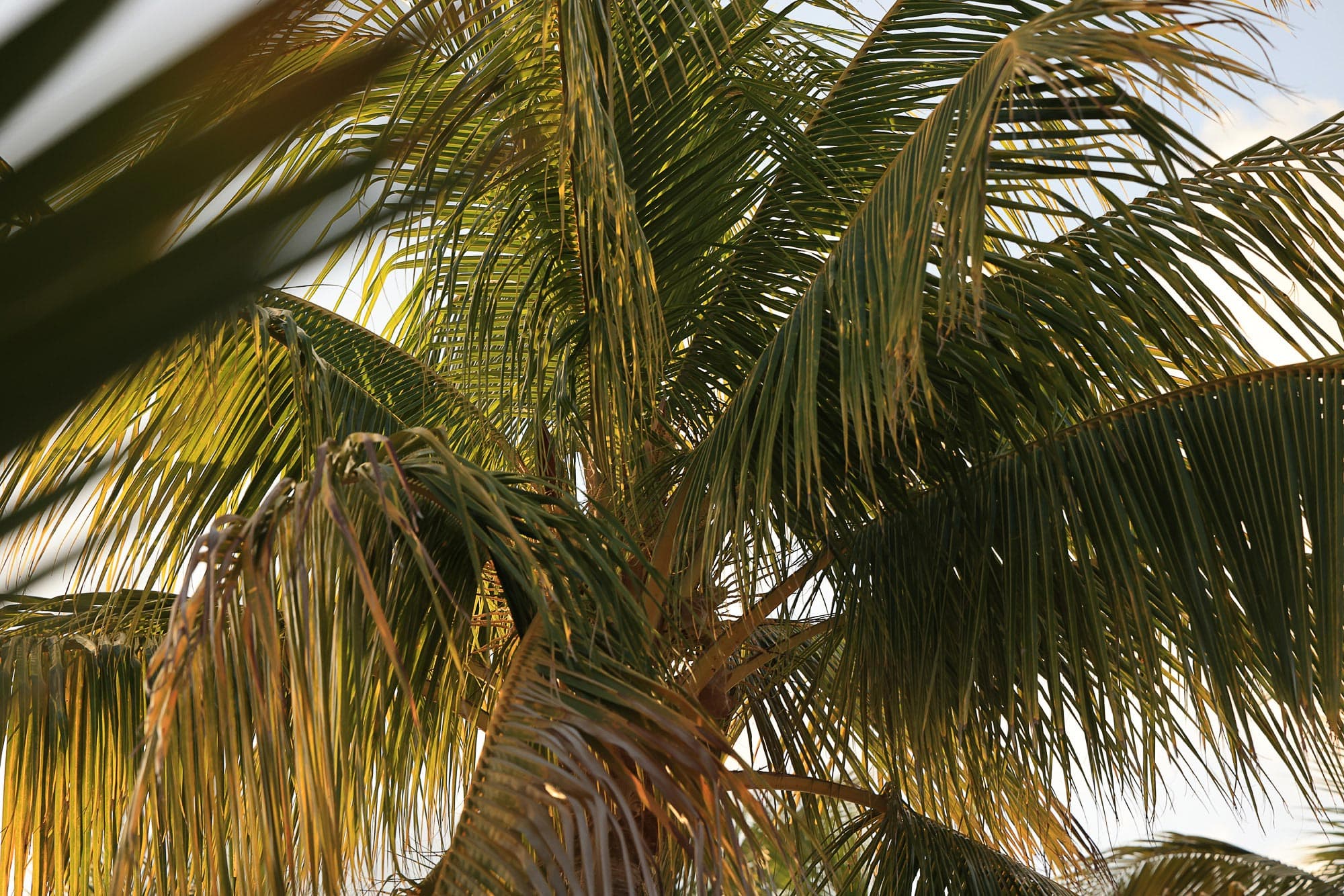 Palm Trees In Florida