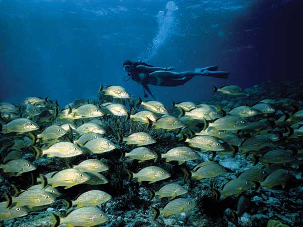 Scuba diving in Florida Keys
