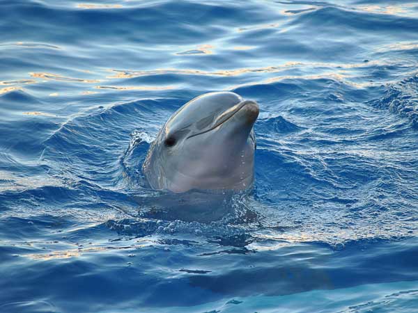 A dolphin with it's head above the water.