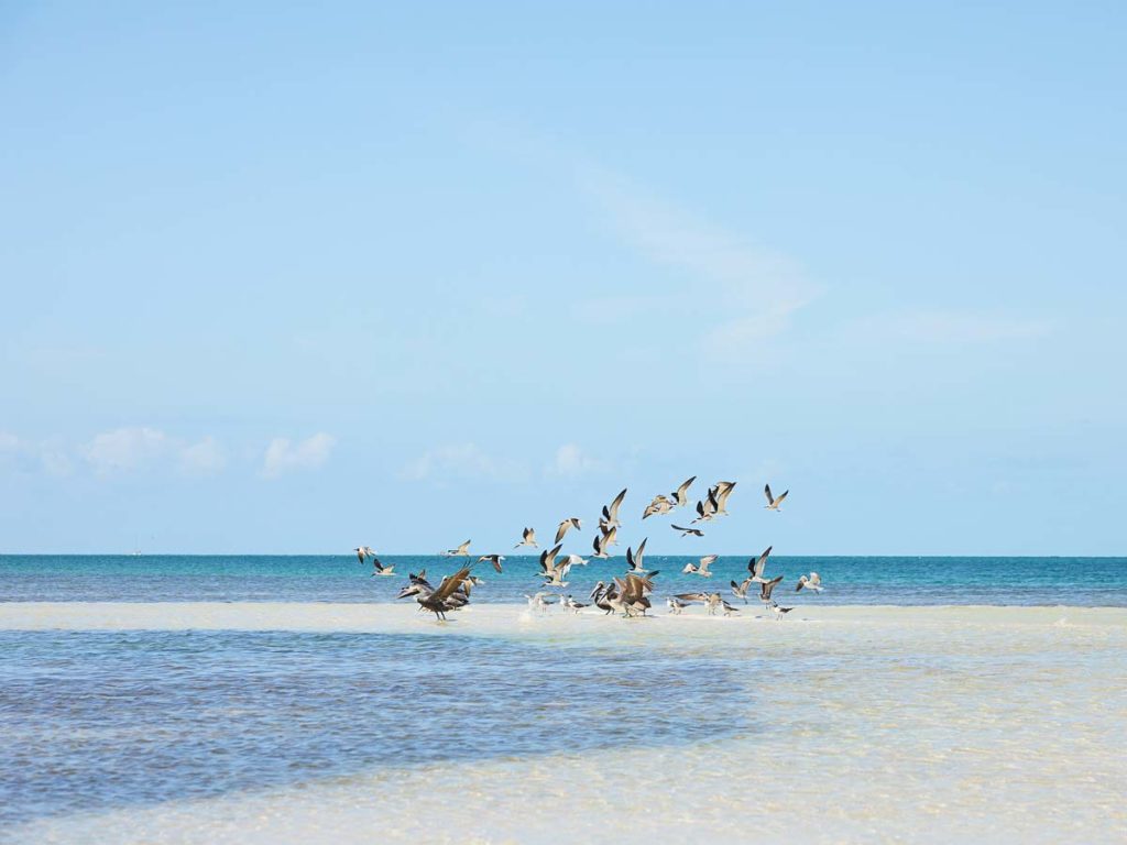 Birds flying over the beach.