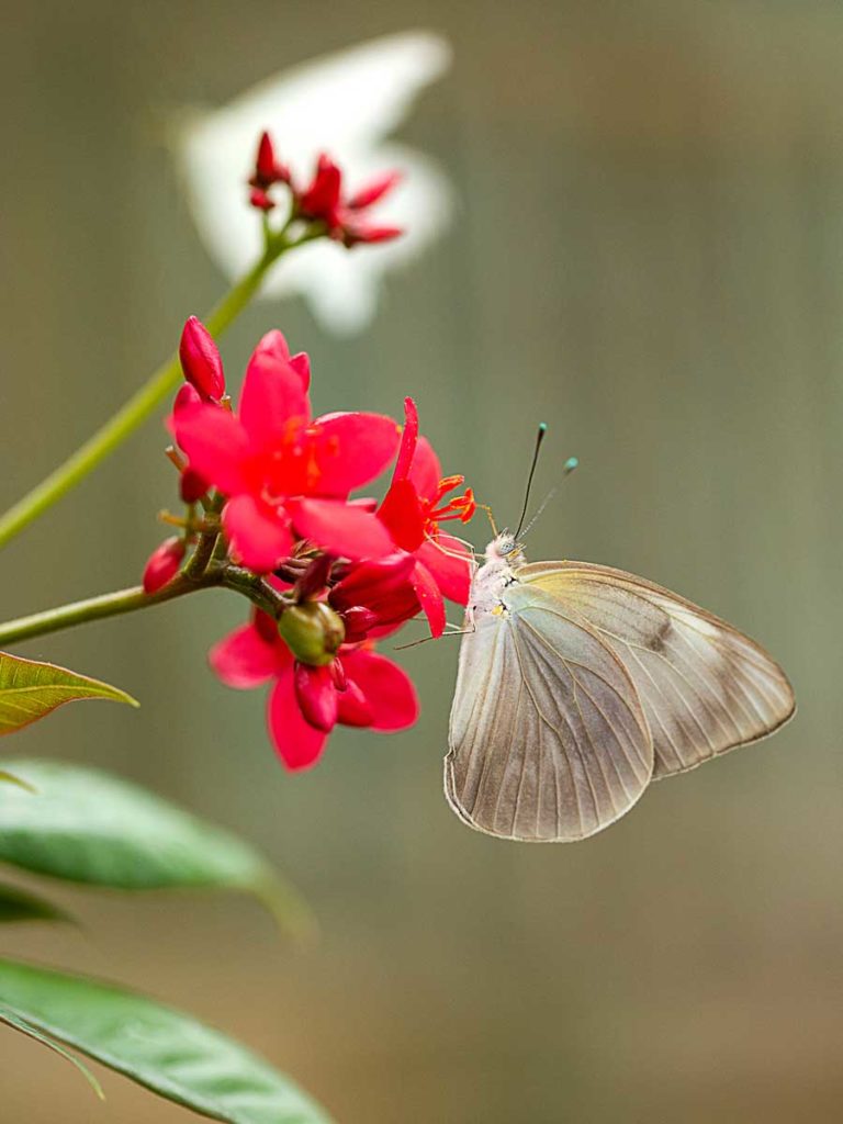 Butterfly on a red flower.