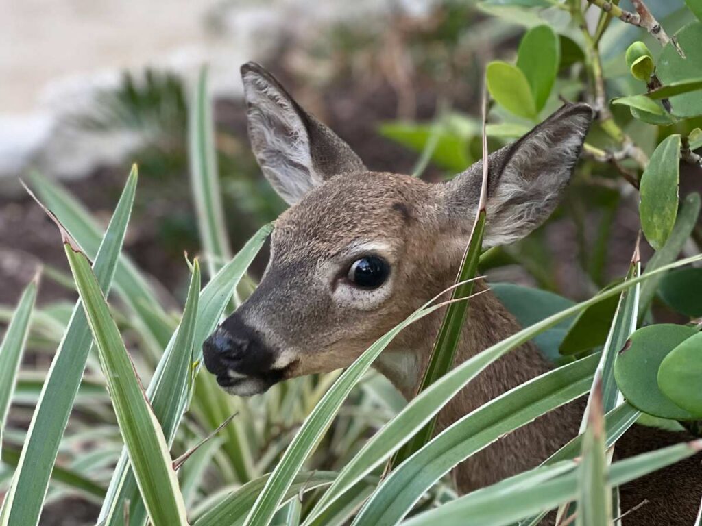 Deer In The Bushes.