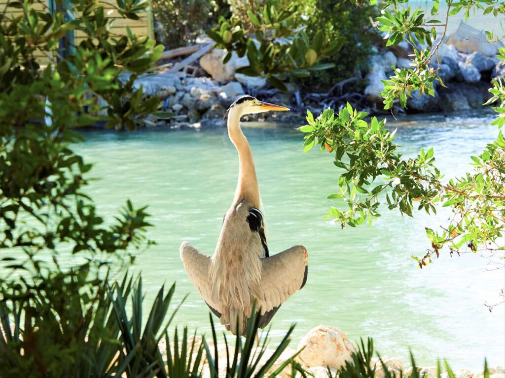 A Heron Near The Water.