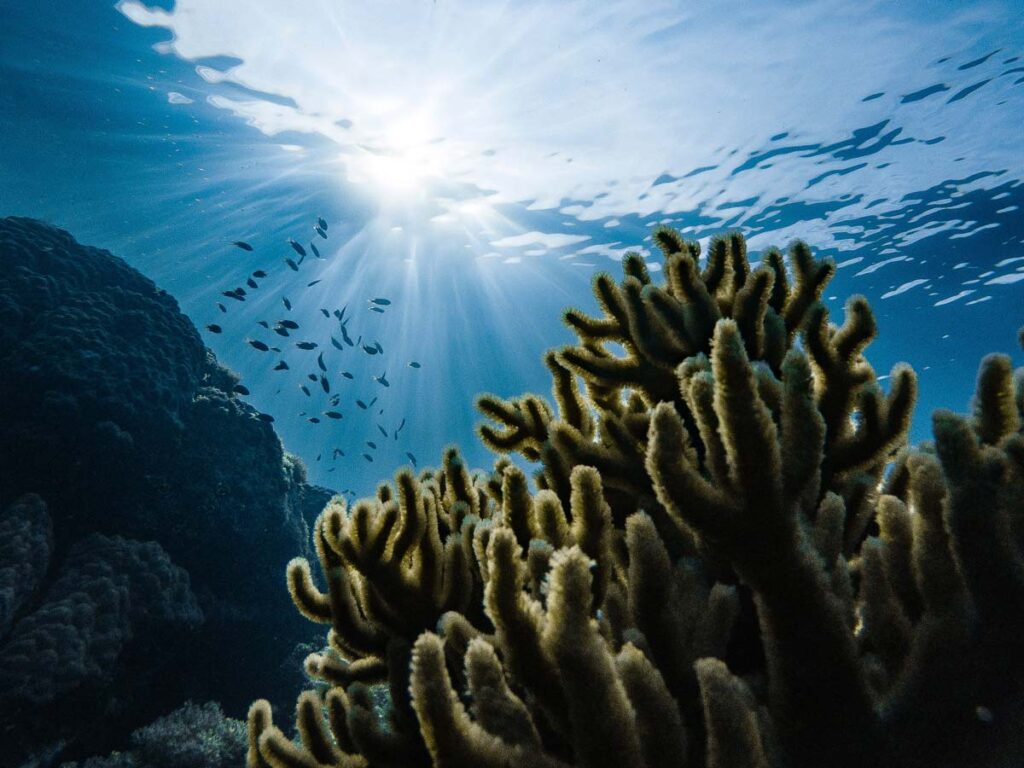 The Reef At Little Palm Island.